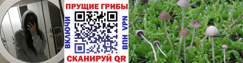 Галлюциногенные грибы Psilocybe  blacksprut   Лесозаводск 